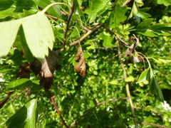 Monilinia johnsonii