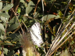 Melanargia arge