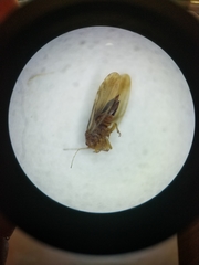 Euglyptoneura minuta