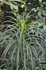 Lilium philippinense