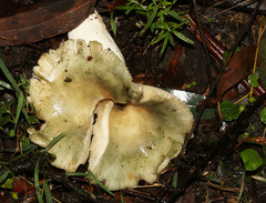 Russula iterika