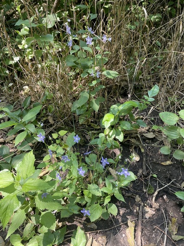 tall bellflower