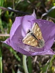 Heliothodes diminutiva