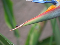 Chinavia erythrocnemis