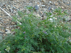 Solanum brachyantherum