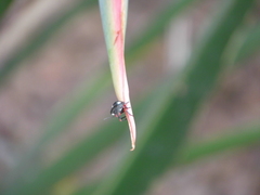 Chinavia erythrocnemis