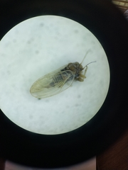 Ceanothia ceanothi