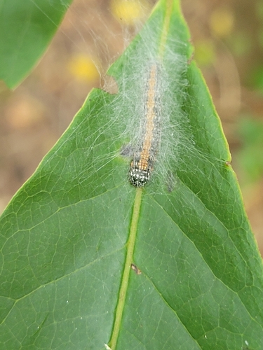 Pawpaw Webworm Moth photo 4