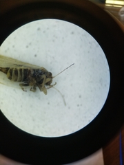 Ceanothia ceanothi
