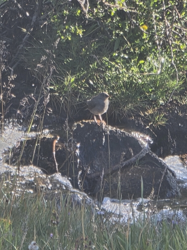 iNaturalist observation photo of American Dipper