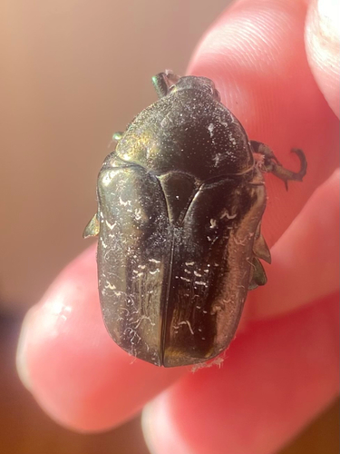 Marbled Rose-chafer