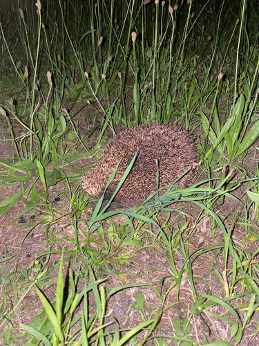 Northern White-breasted Hedgehog