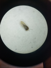 Ceanothia ceanothi