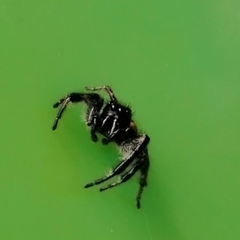 Carrhotus xanthogramma