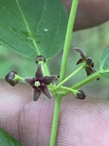 Vincetoxicum scandens