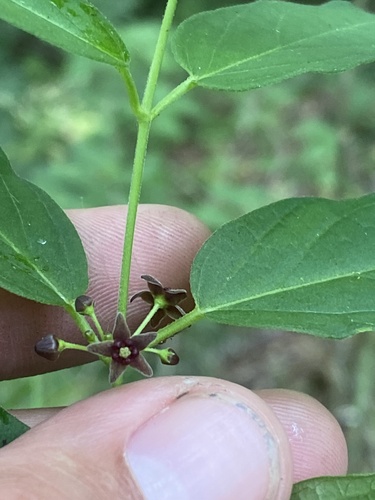 Vincetoxicum scandens, photograph 3