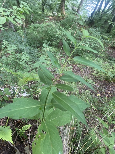 Vincetoxicum scandens, photograph 5