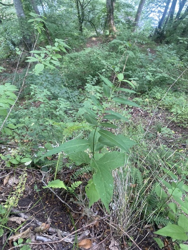 Vincetoxicum scandens, photograph 6