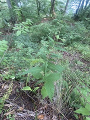 Vincetoxicum scandens, photograph (c) Илья Руденко, some rights reserved (CC BY)