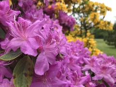Rhododendron simsii