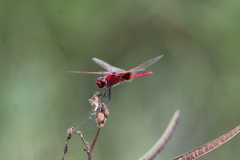 Urothemis assignata