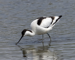 Recurvirostra avosetta