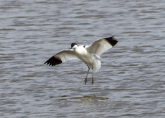 Recurvirostra avosetta