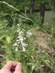 Penstemon arkansanus