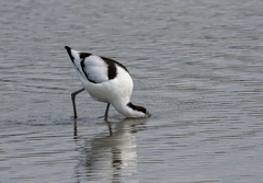 Recurvirostra avosetta