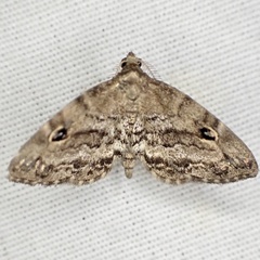 Melanomma auricinctaria