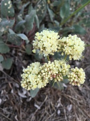 Eriogonum compositum
