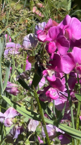 iNaturalist observation photo of Western Carpenter Bee