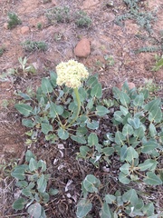 Eriogonum compositum
