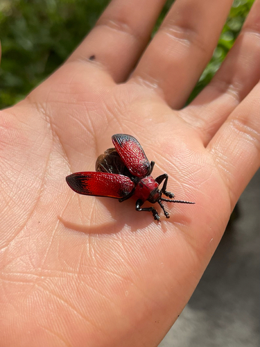 Coraliomela aeneoplagiata