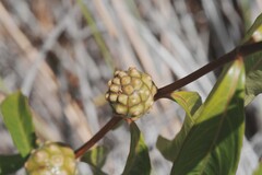 (c) Lon Brehmer, some rights reserved (CC BY) Morinda royoc, photograph (c) Lon Brehmer, some rights reserved (CC BY)
