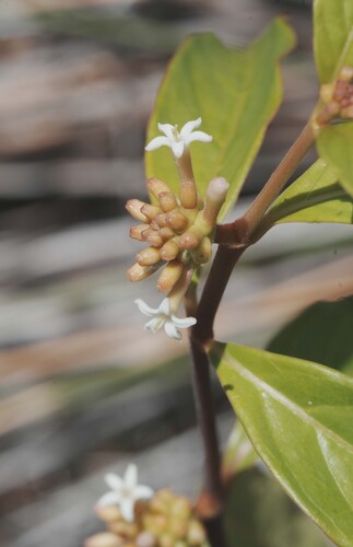 Morinda royoc, photograph 3