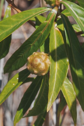 Morinda royoc, photograph 4