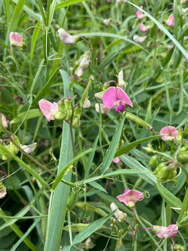 Narrow-leaved Everlasting-pea