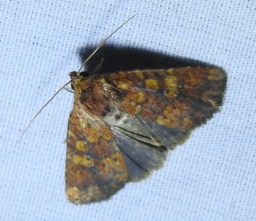 Red Groundling Moth photo 3