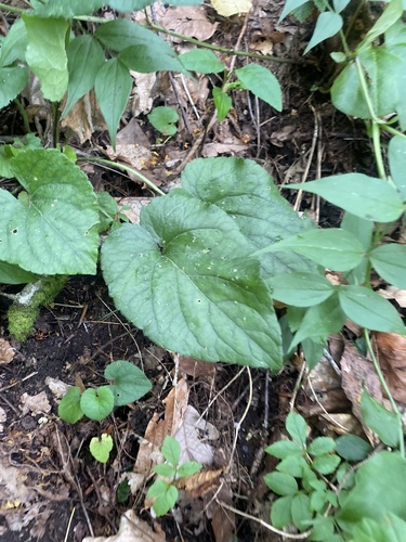 Viola alba