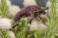 Trichostetha capensis capensis