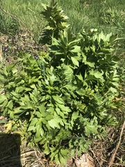 Levisticum officinale