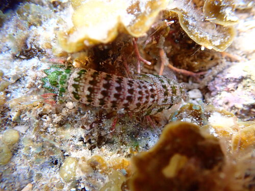 Gonodactylaceus falcatus observed 2026-08-02
