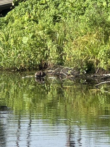 animal observation 2