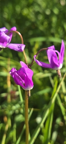 Dodecatheon frigidum, 2026-07-30