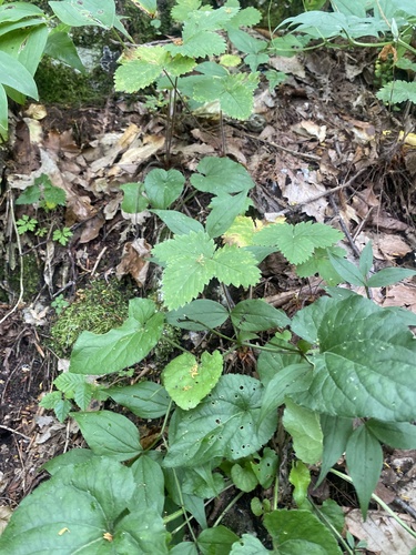 Potentilla micrantha, photograph 3