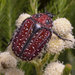 Peninsula Cape Protea Chafer - Photo (c) Hamish Robertson, some rights reserved (CC BY-NC), uploaded by Hamish Robertson