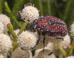 Trichostetha capensis capensis