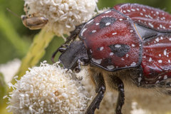 Trichostetha capensis capensis