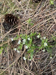 Moehringia macrophylla